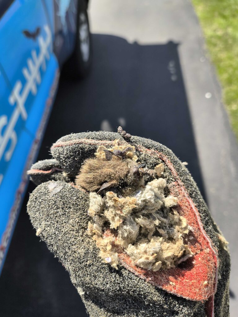 Bat Removal Hillsborough