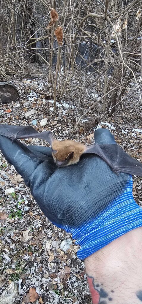 Bat Removal Hillsborough