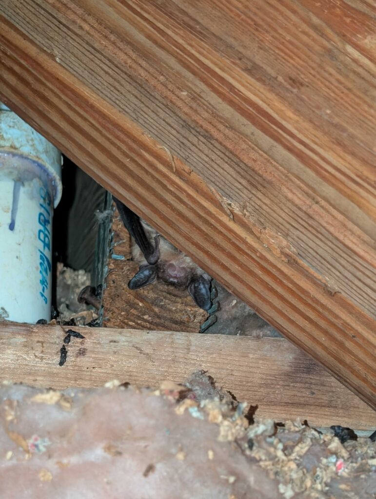 Bat Removal Hillsborough