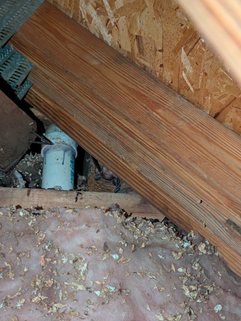 Bat Removal Hillsborough