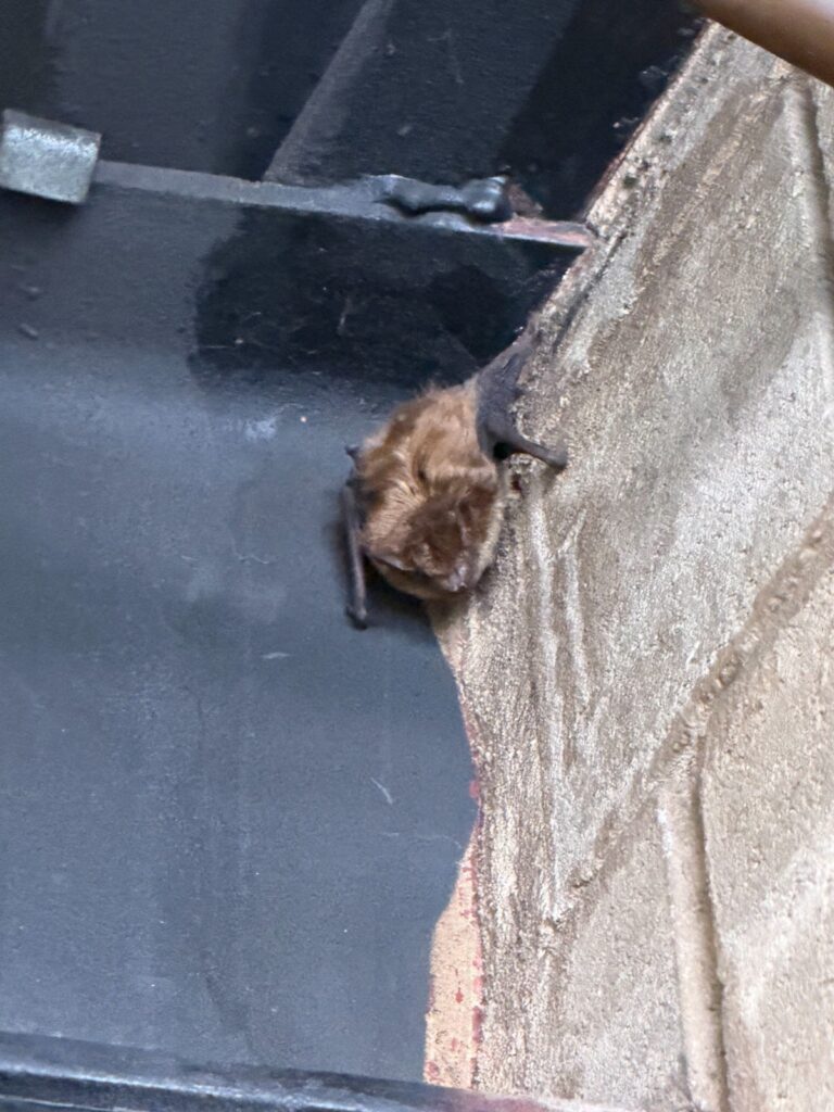 Bat Removal Hillsborough