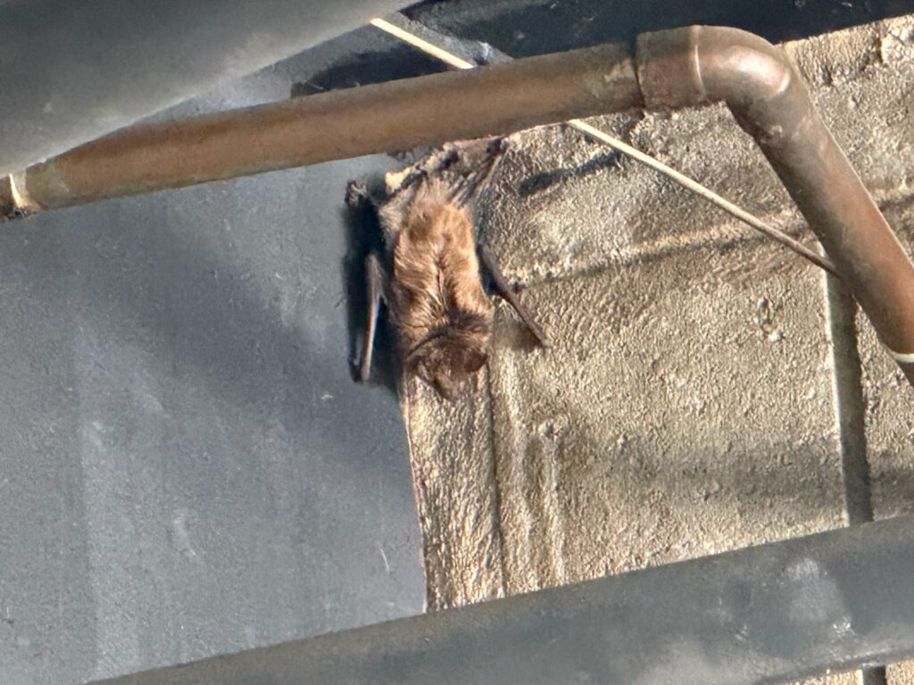 Bat Removal Hillsborough